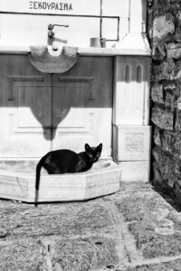 Chat de midi