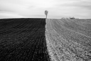 L’arbre suit sa racine #01