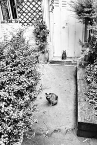 Chats de garde
