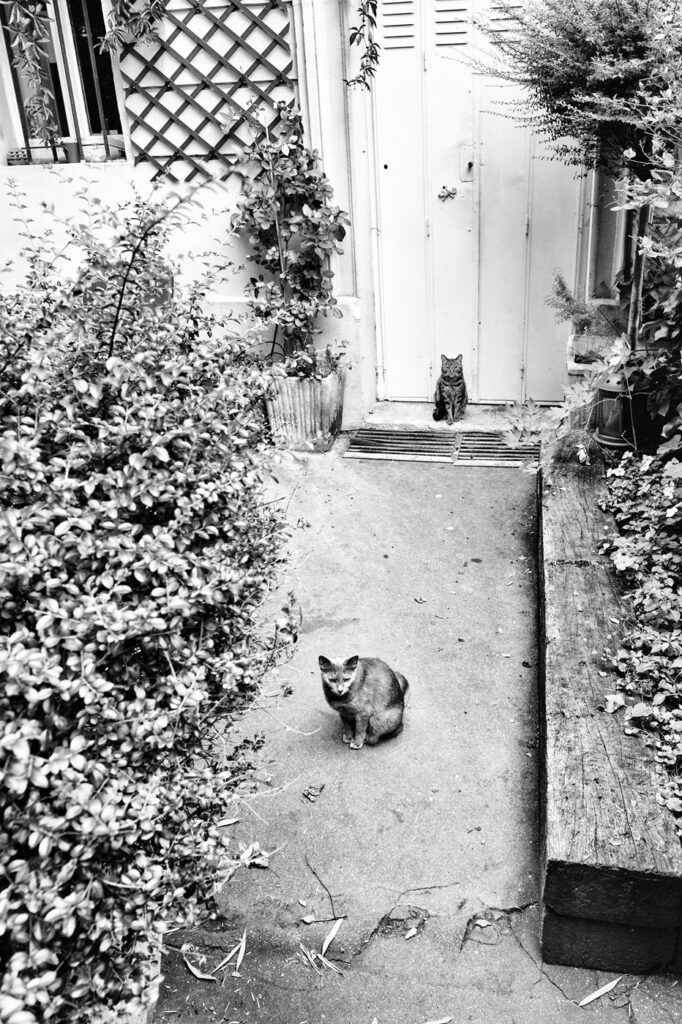 Chats de garde