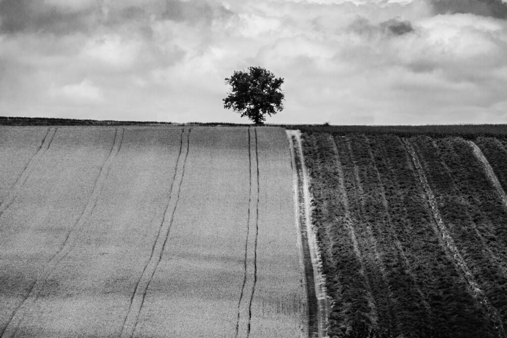 L’arbre suit sa racine #02
