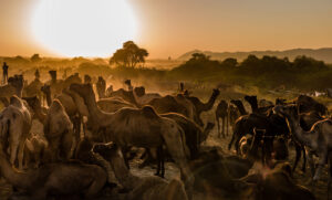 Inde #03