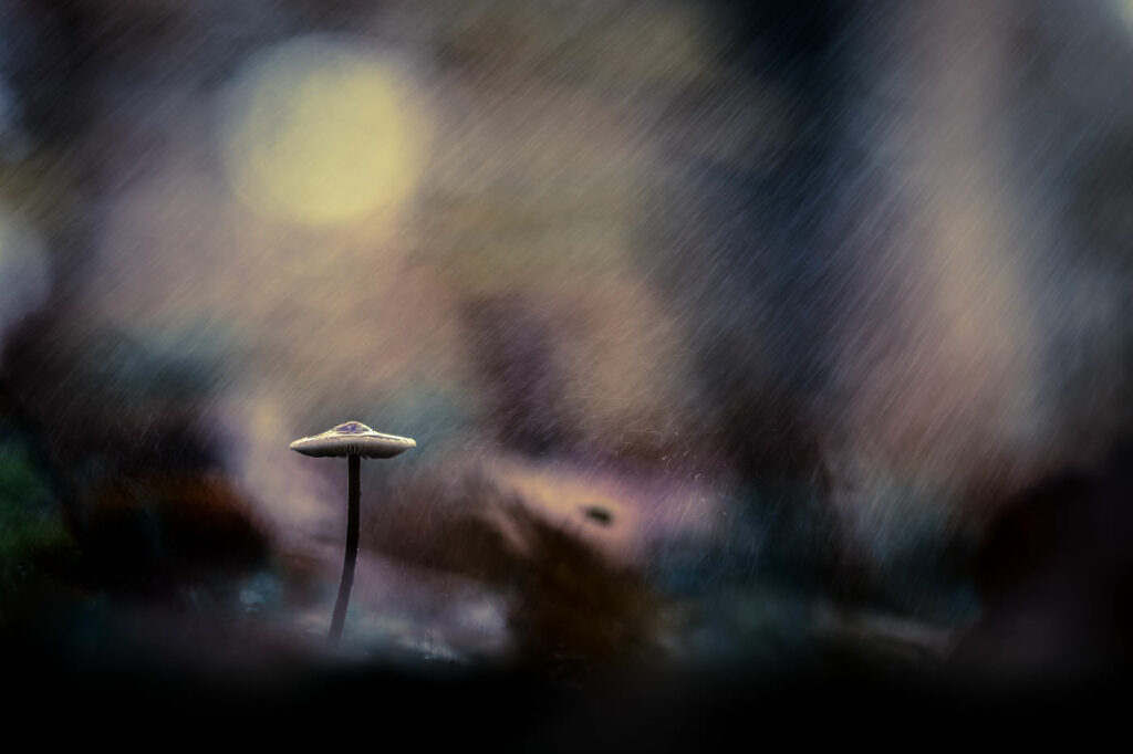 En pleine tempête