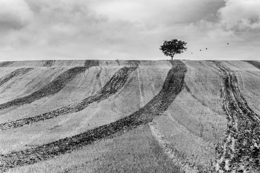 L’arbre suit sa racine #04
