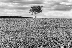 L’arbre suit sa racine #06