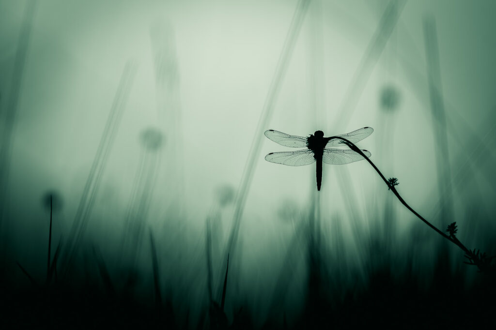 Attentive au silence, elle crut s’y fier