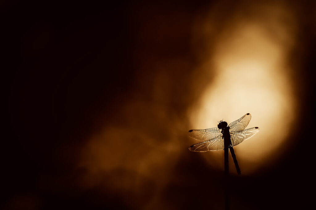 Les ailes de l’enfer