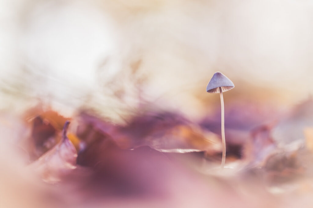 Parfum d’automne
