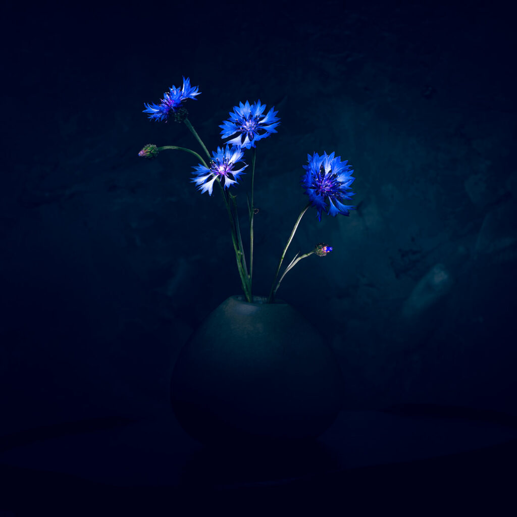 Bleuet