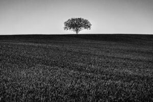 L’arbre suit sa racine #10