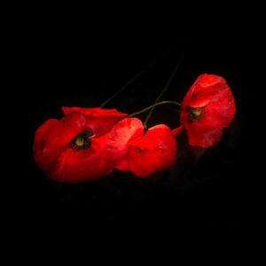 Coquelicots #02