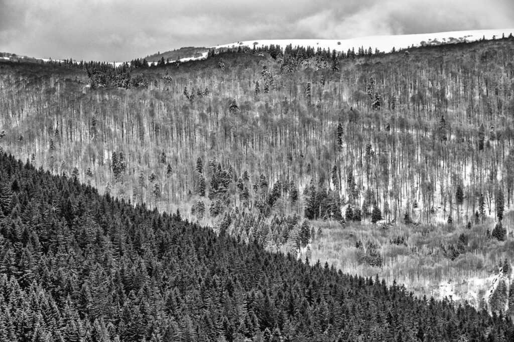 Immersion dans les Vosges #11