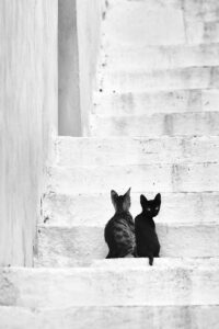 Le regard