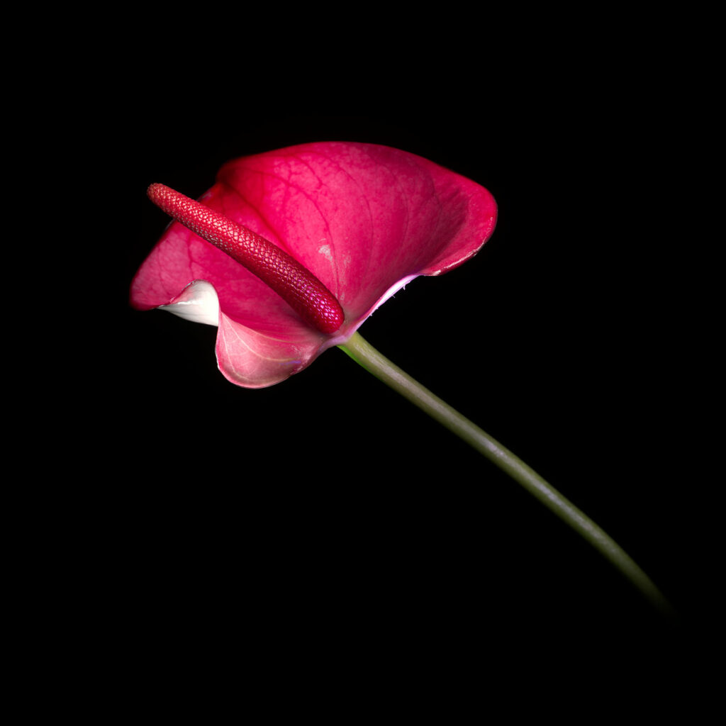 Anthurium