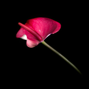 Anthurium