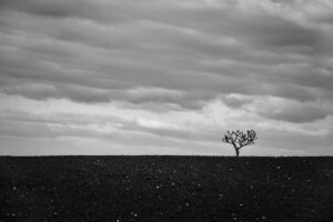 L’arbre suit sa racine #13
