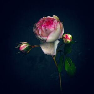 Rose #03