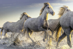 Camargue #05