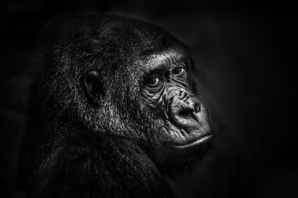 Regard