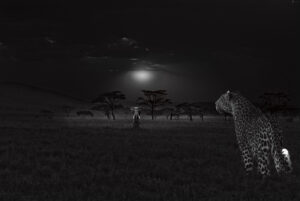 Ambush