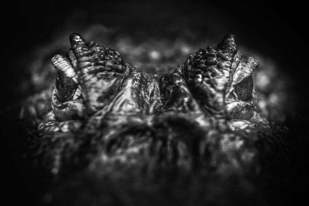 Reptile