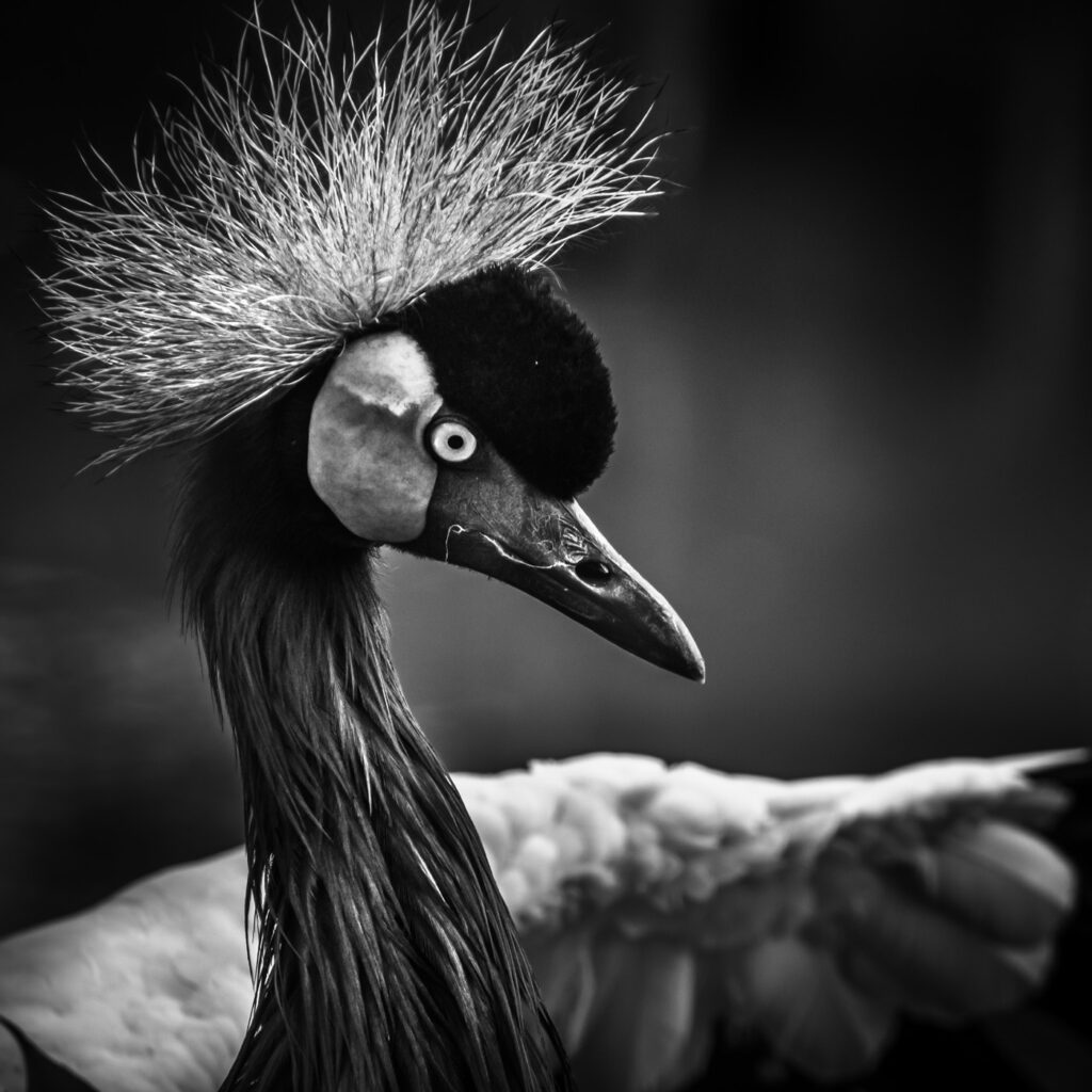 Elégance 2