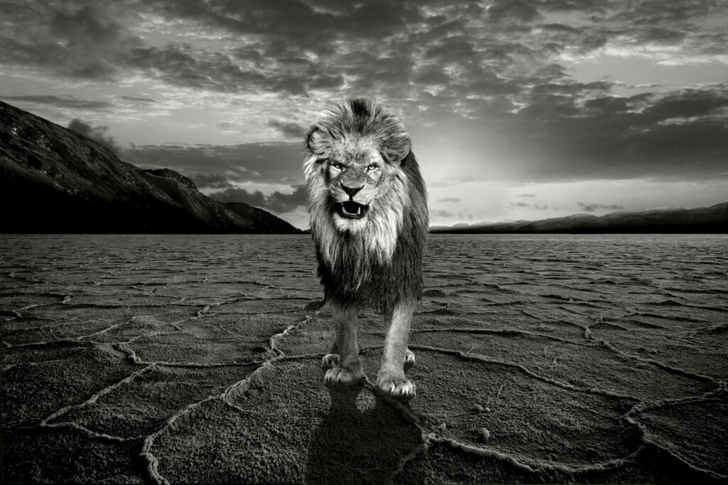 King Lion is lost