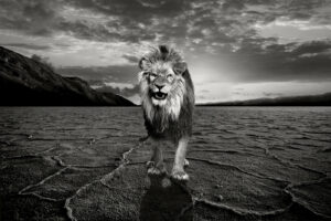 King Lion is lost