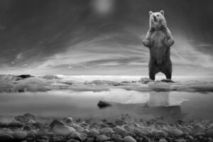 The beaver