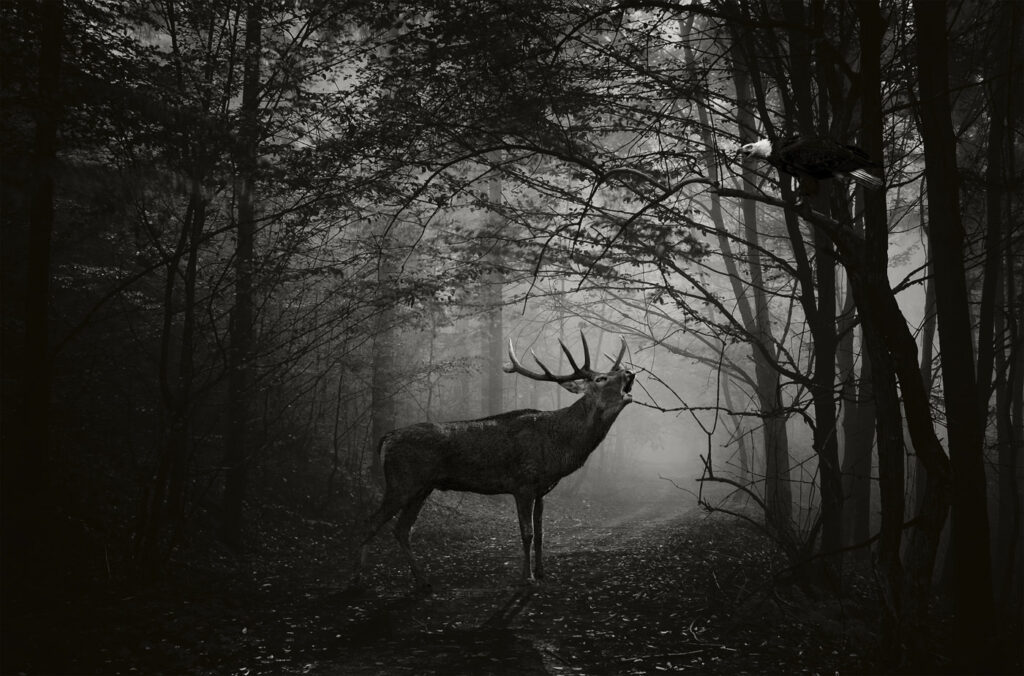 The deer and the eagle