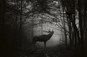 The deer and the eagle