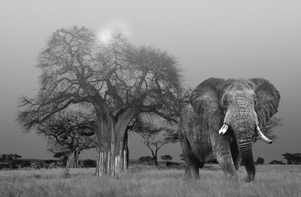 The frightened elephant