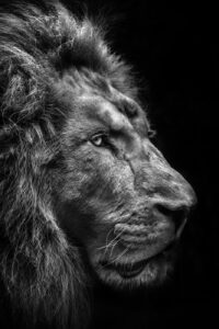 The King