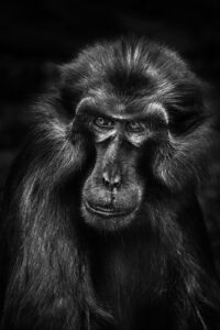 Macaque