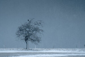 Le Corbeau et le Blizzard