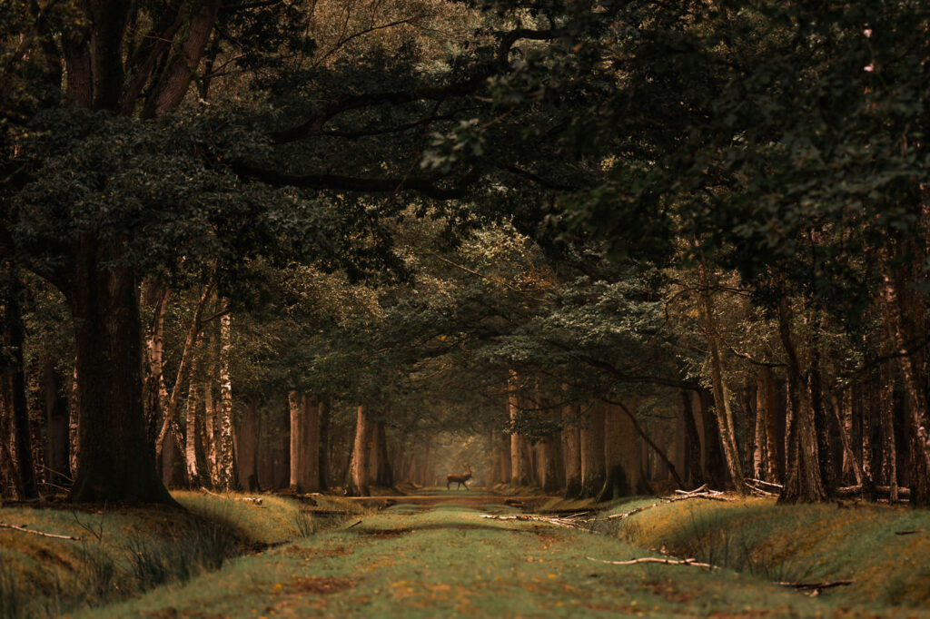 Un Roi dans sa Forêt