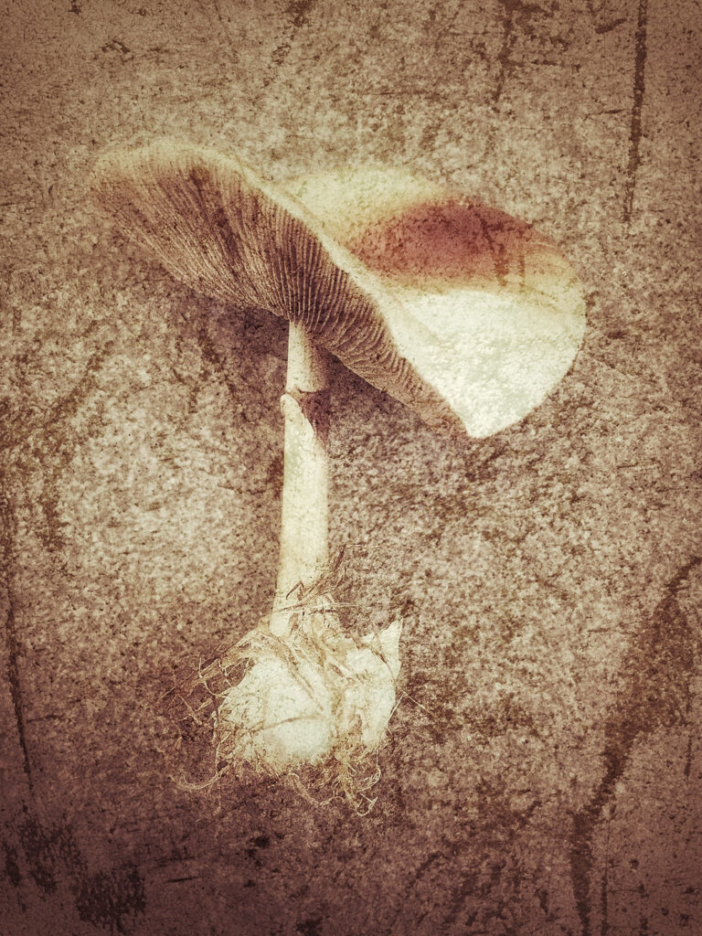 Champignon