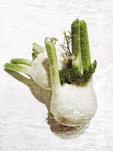 Fenouil