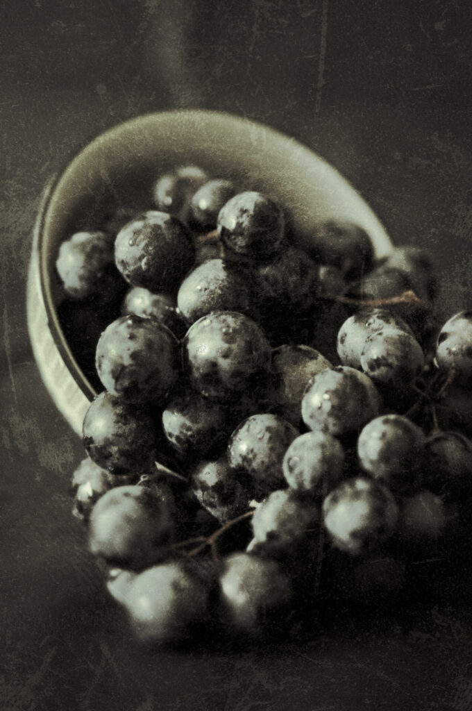 Muscadet #01