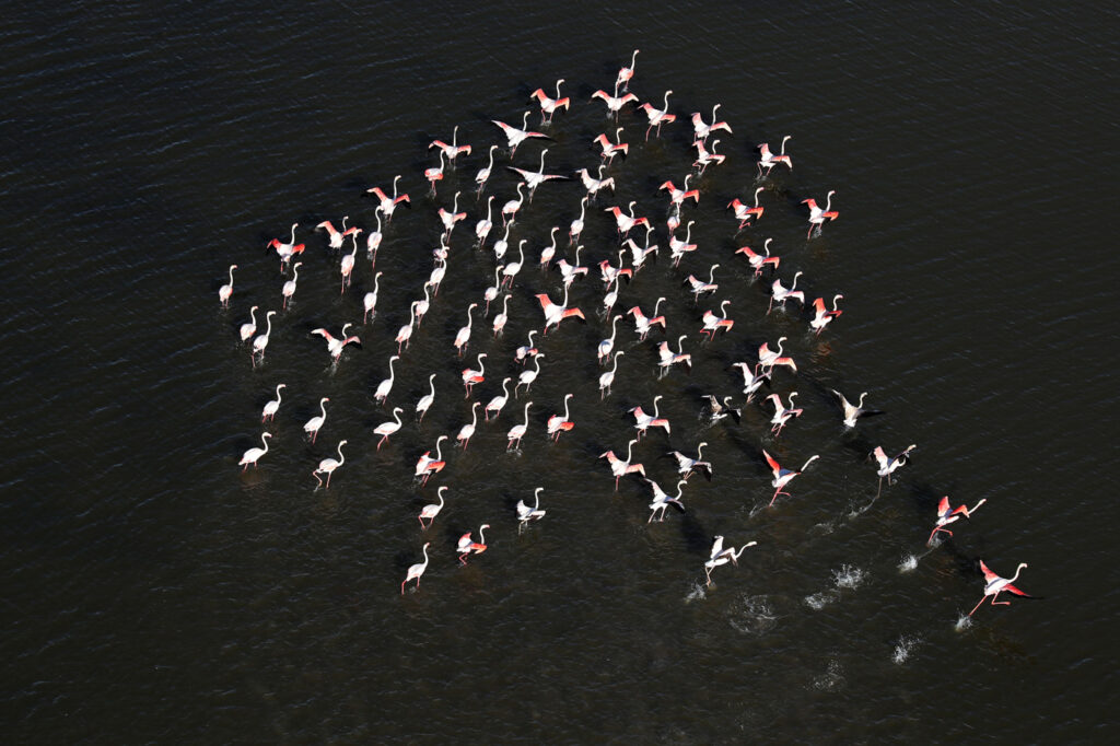 Flamants Roses 01