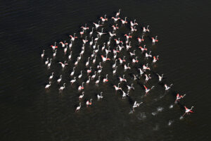 Flamants Roses 01