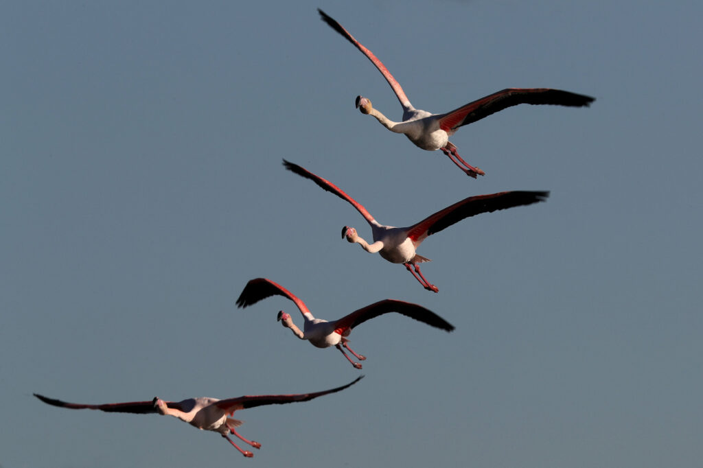 Flamants Roses 02