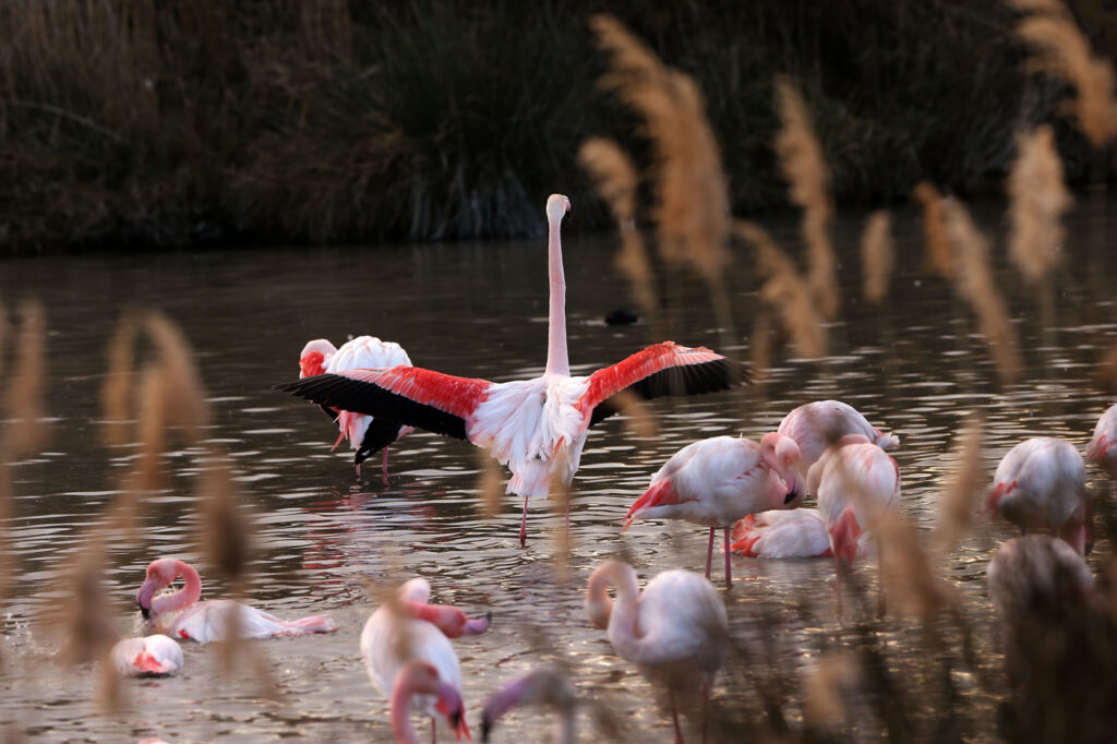 Flamants Roses 03