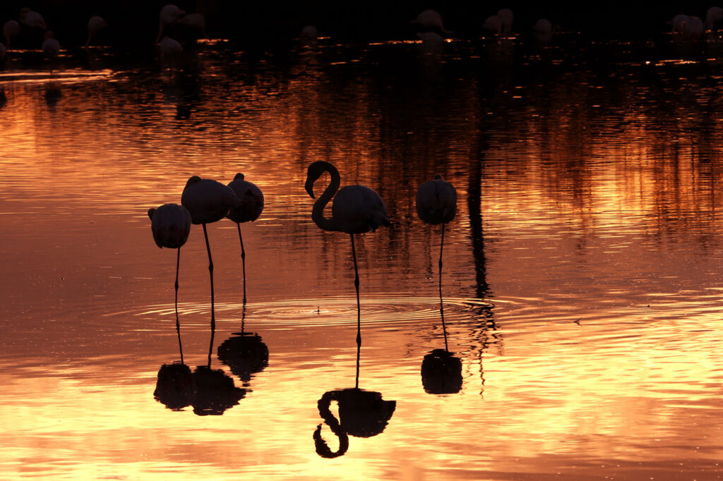 Flamants Roses 04