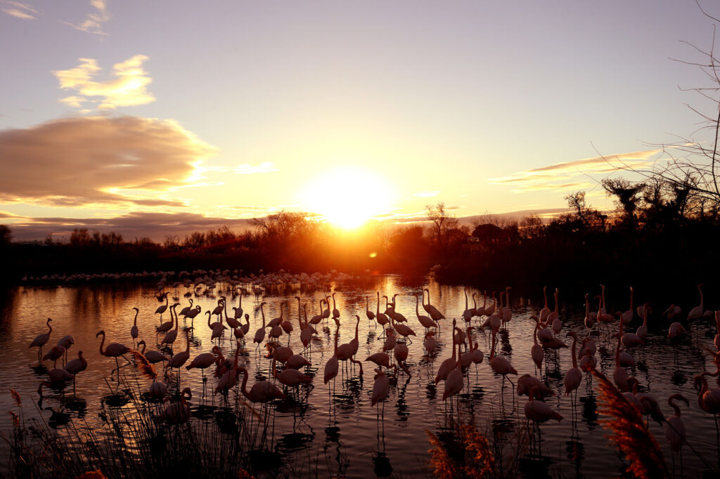 Flamants Roses 05