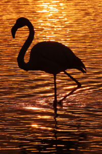 Flamants Roses 06