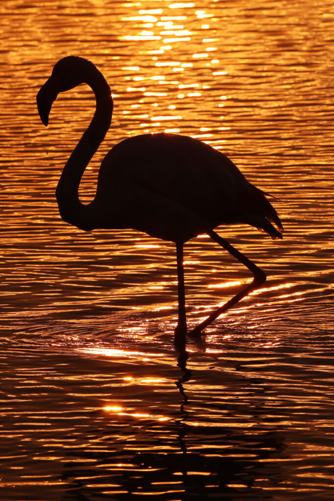 Flamants Roses 06