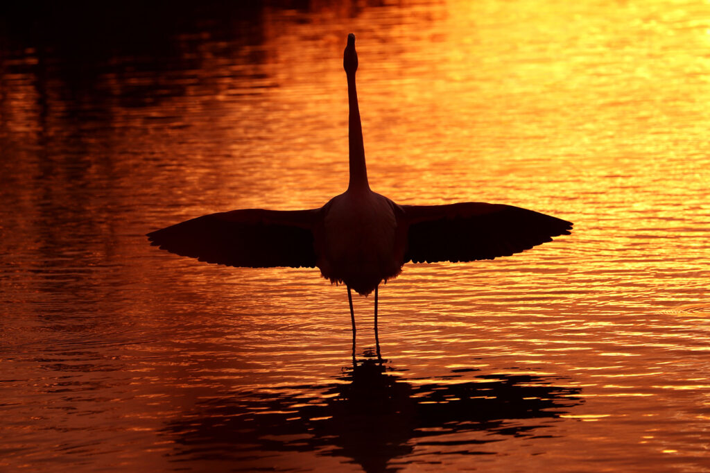 Flamants Roses 07