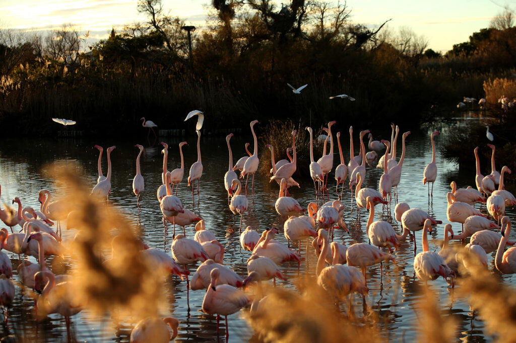 Flamants Roses 08