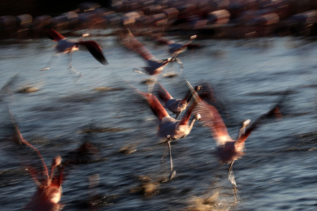 Flamants Roses 09